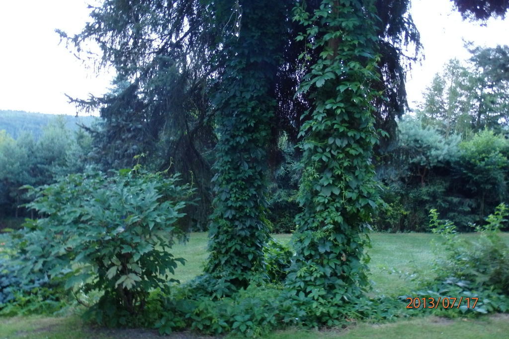Villa Blanka Horní Podkozí Exteriör bild